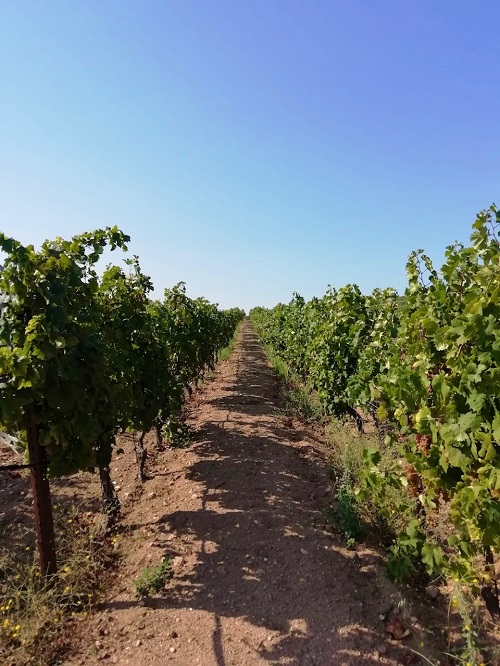 Arzachena il periodo della vendemmia 3
