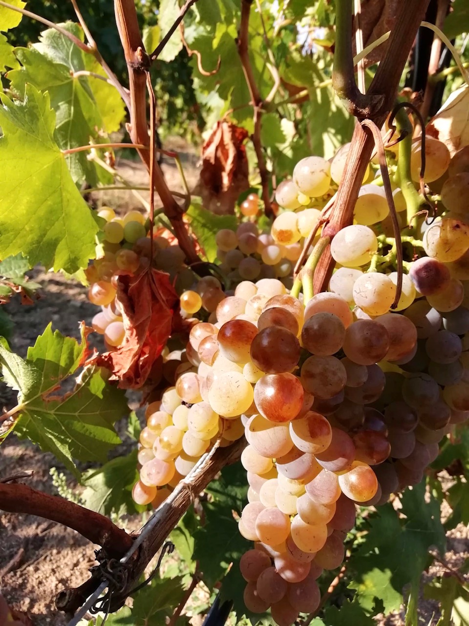 grappolo di uva Vermentino