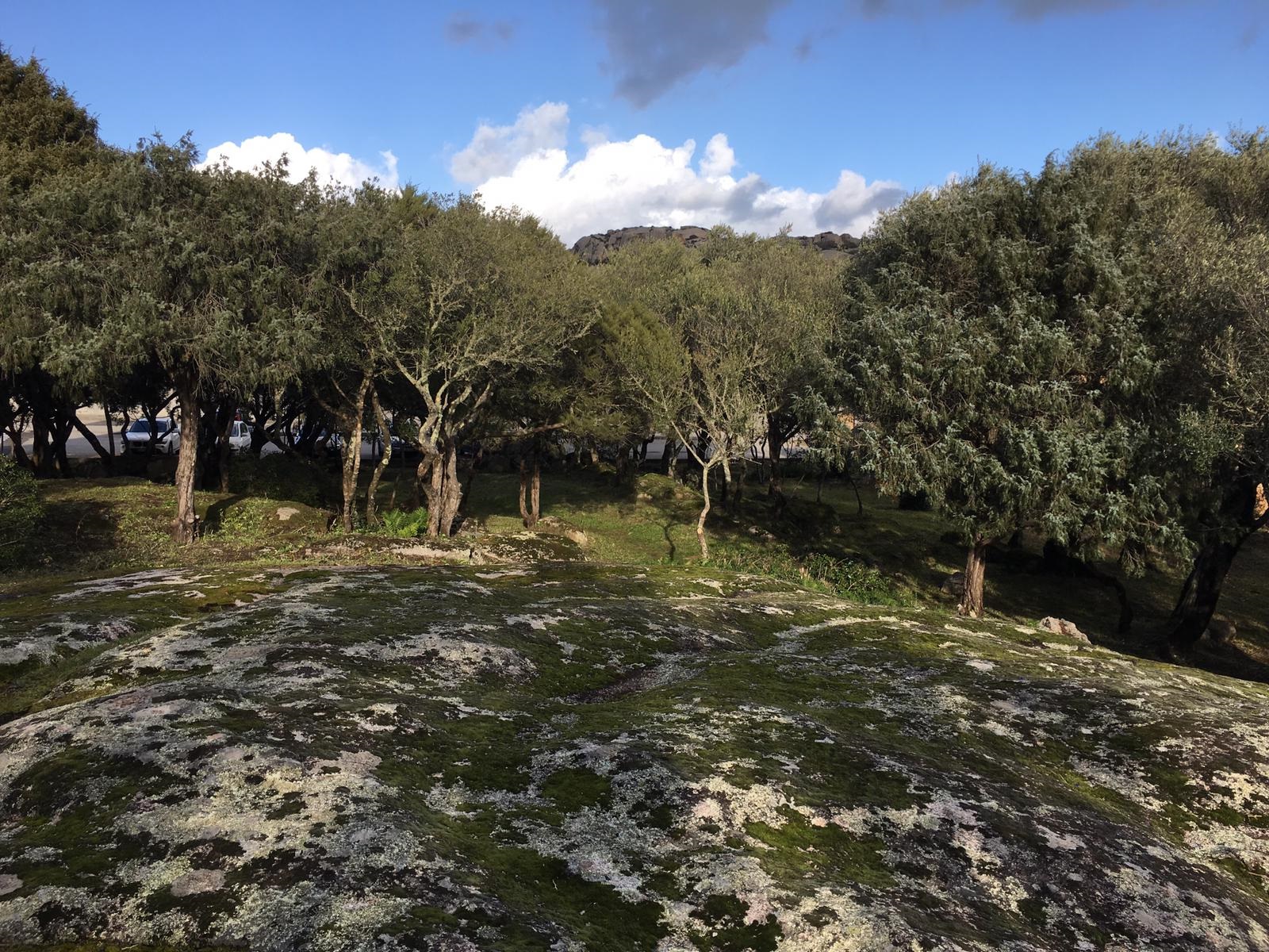 immagine di un bosco verde